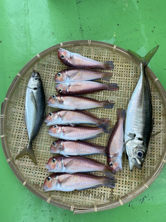 アジ(マアジ)・アマダイ(アカアマダイ)