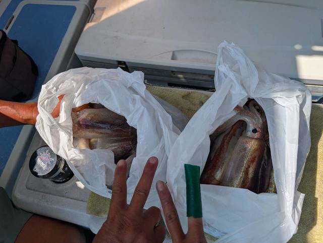 スルメ(スルメイカ)