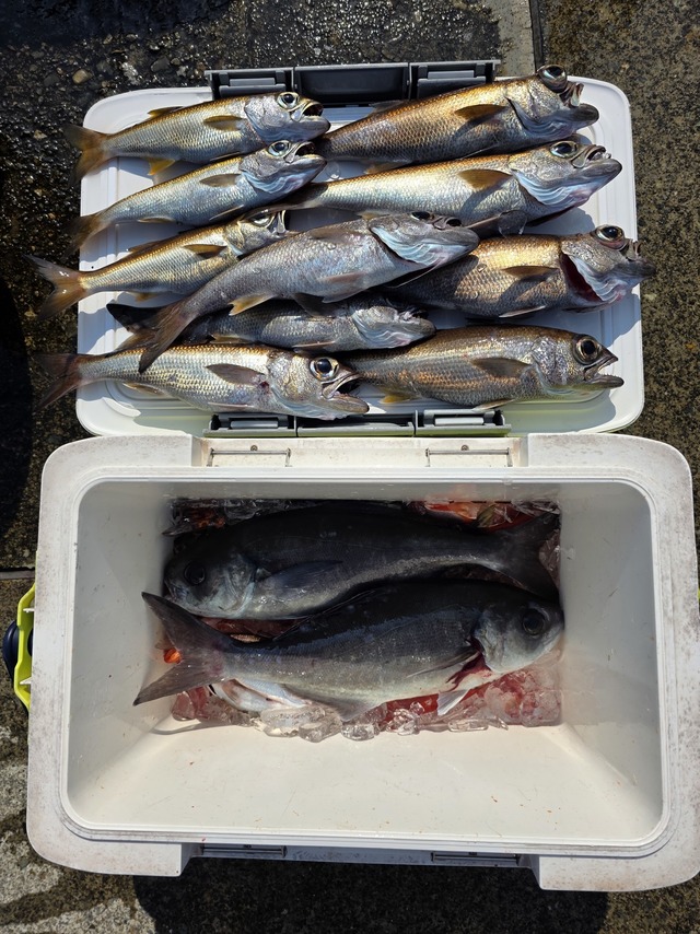 クロムツ・メダイ