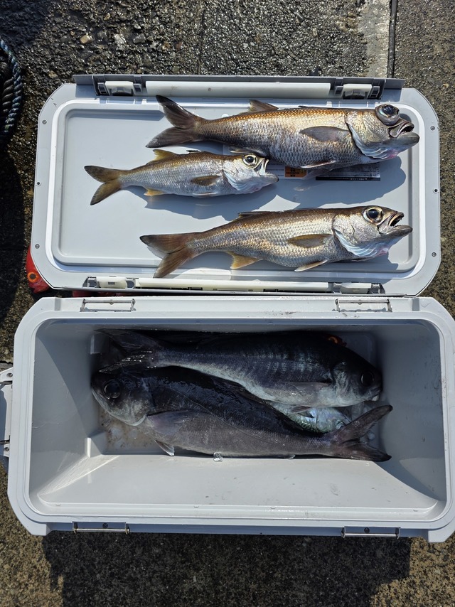 クロムツ・メダイ