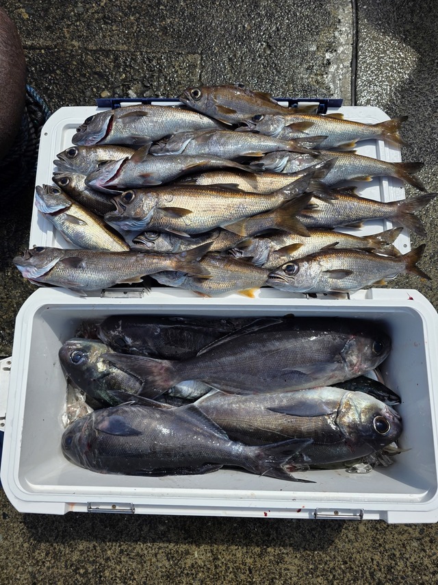 クロムツ・メダイ