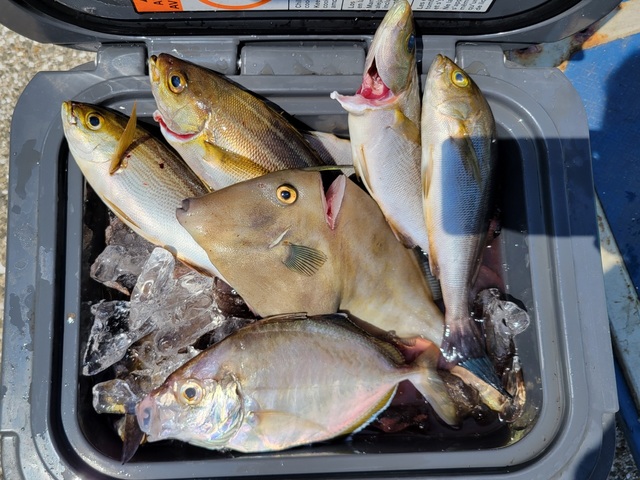 カイワリ・イサキ・ウマズラハギ(ウマヅラハギ)