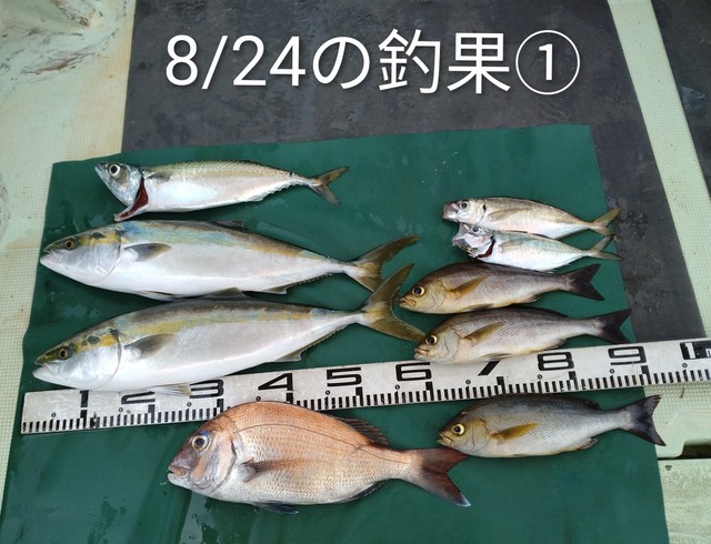 マダイ・マアジ・ハマチ(ブリ)・イサキ・マサバ