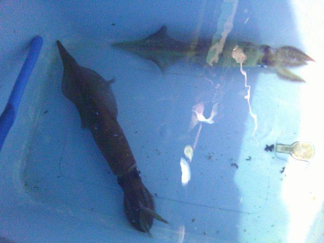 アカイカ(ケンサキイカ)