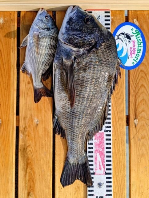 チヌ(クロダイ)