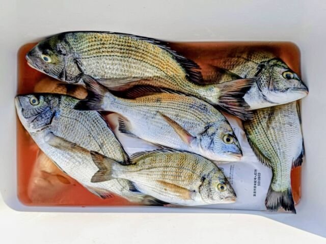 チヌ(クロダイ)