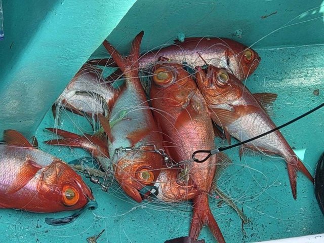 キンメ(キンメダイ)