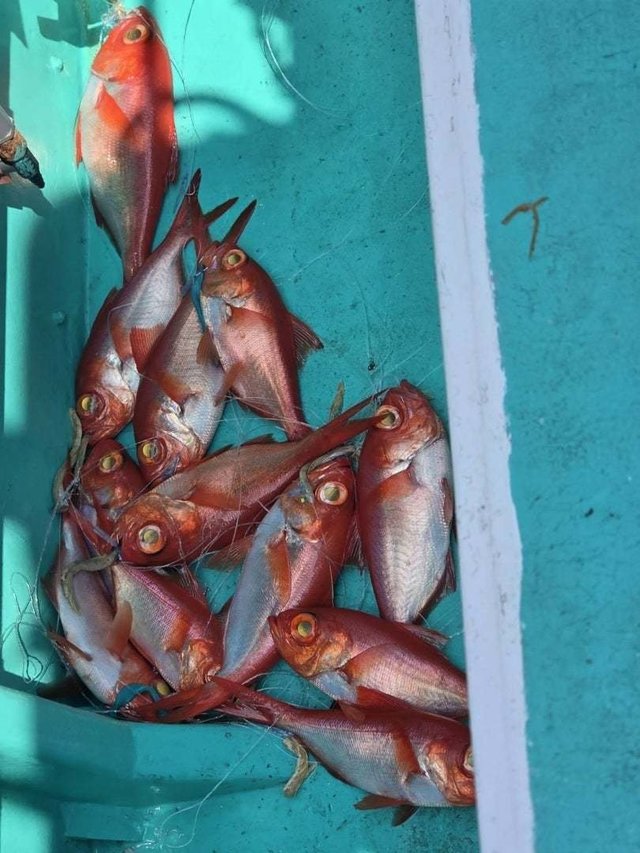 キンメ(キンメダイ)