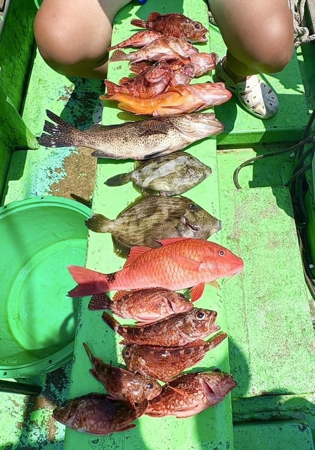 アカハタ・オオモンハタ・オジサン・カサゴ・カワハギ