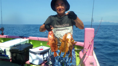 キジハタ・ウッカリカサゴ