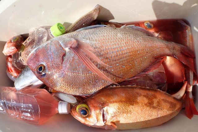 マダイ・ウスメバル