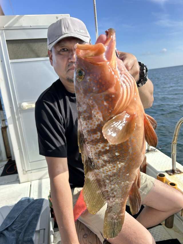 アコウ(キジハタ)