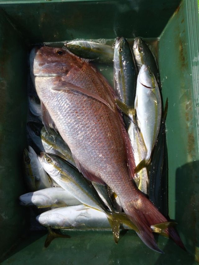 マダイ・ワカシ(ブリ)・イナダ(ブリ)