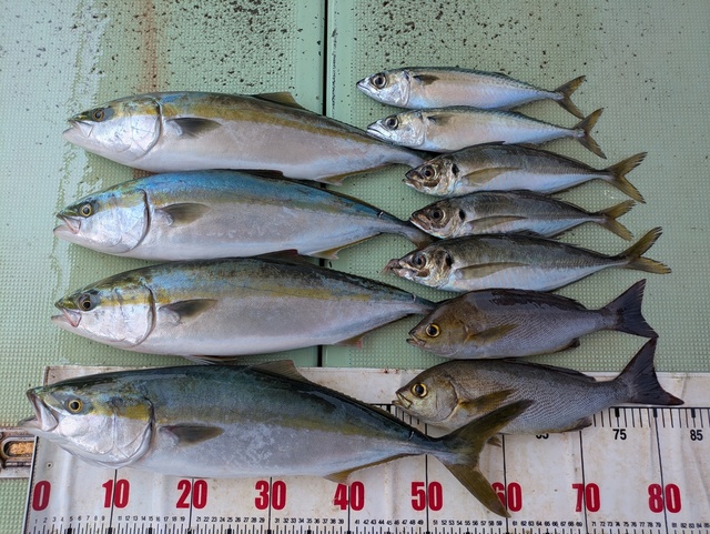 アジ(マアジ)・メジロ(ブリ)・イサギ(イサキ)・マサバ