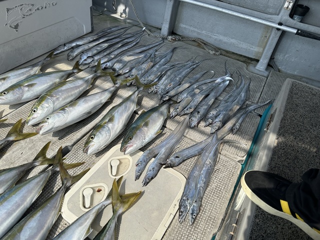 メジロ(ブリ)・タチウオ