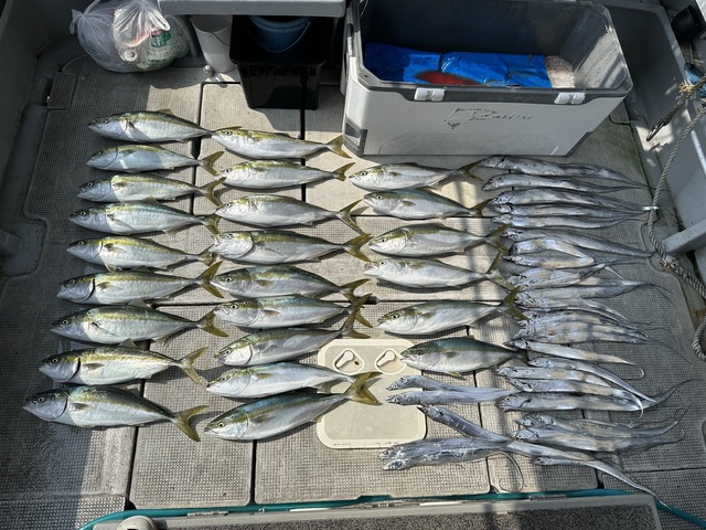 メジロ(ブリ)・タチウオ