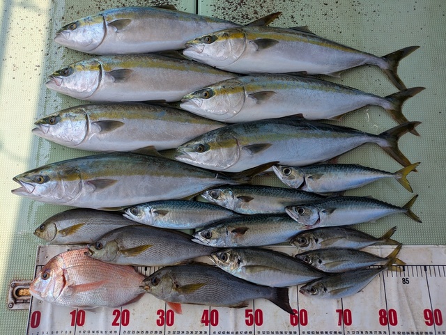 チダイ・アジ(マアジ)・メジロ(ブリ)・イサギ(イサキ)・マサバ