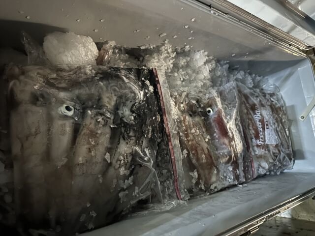 ケンサキ(ケンサキイカ)