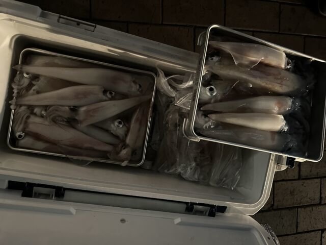 ケンサキ(ケンサキイカ)