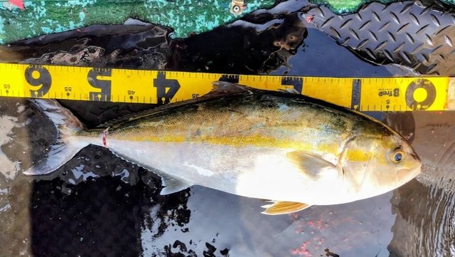 ネイリ(カンパチ)