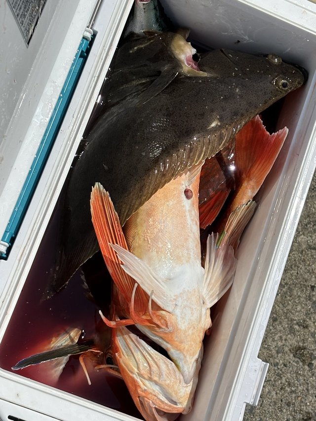 ホウボウ・ヒラメ