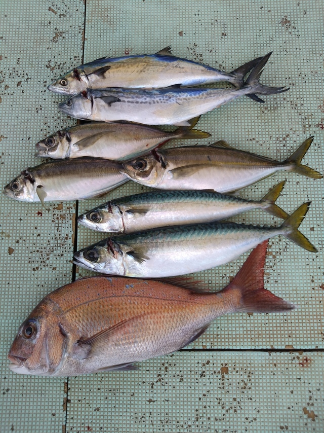タイ(マダイ)・アジ(マアジ)・サバ(マサバ)・サゴシ(サワラ)