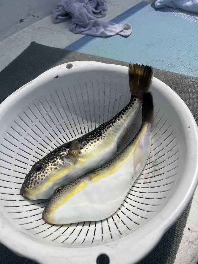 ショウサイフグ