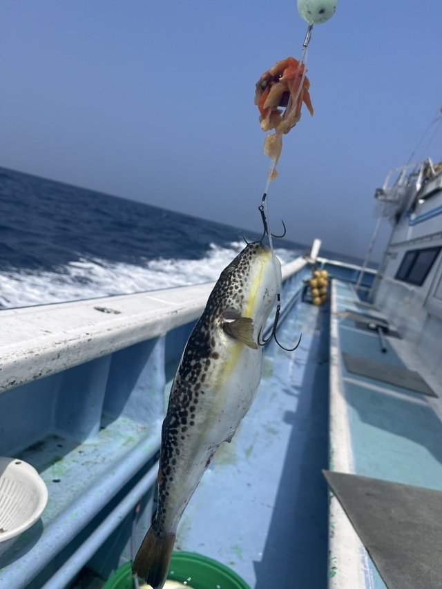 ショウサイフグ