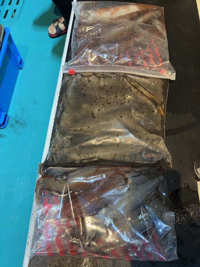 アカイカ(ケンサキイカ)