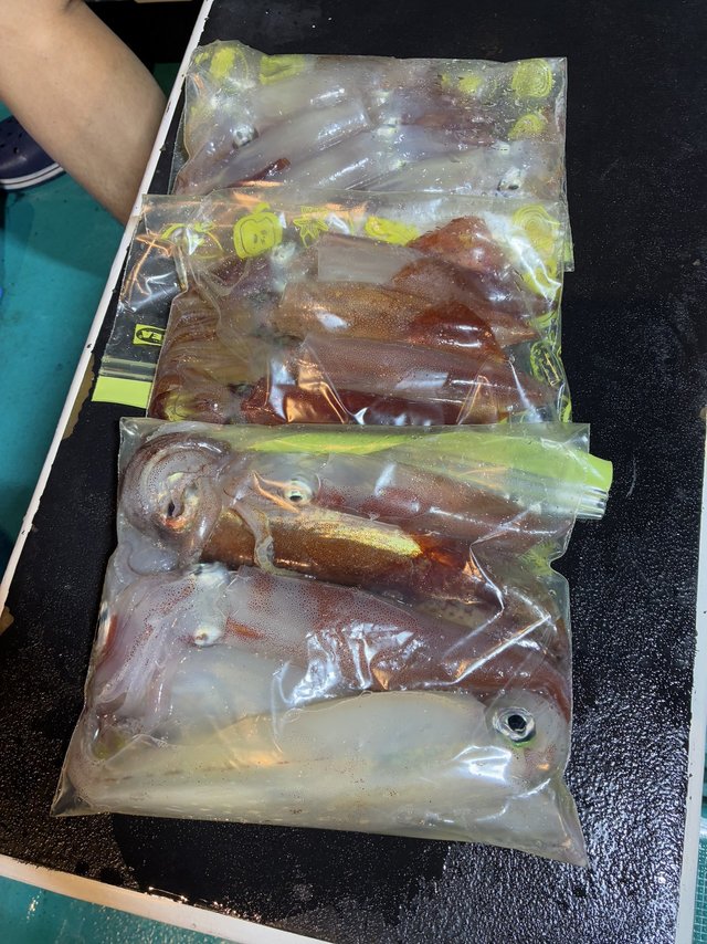 アカイカ(ケンサキイカ)