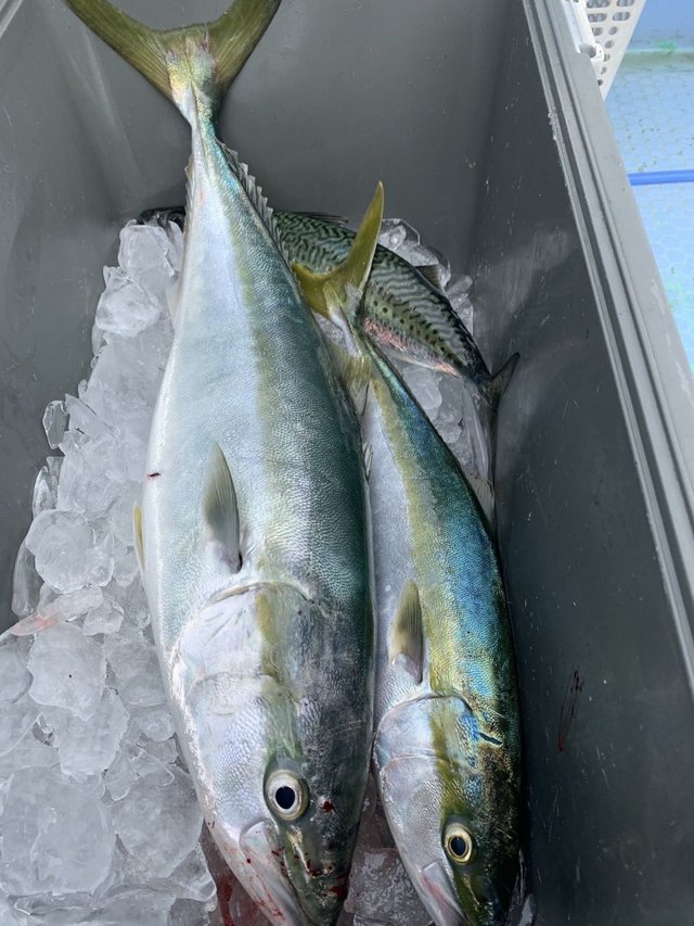 イナダ(ブリ)・ワラサ(ブリ)