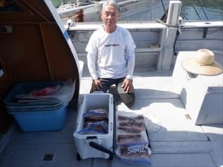 スルメ(スルメイカ)