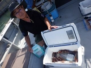 スルメ(スルメイカ)