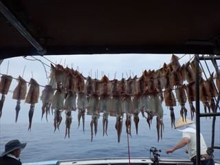 スルメ(スルメイカ)