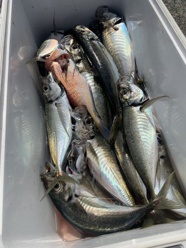 アジ(マアジ)・アマダイ(アカアマダイ)・サバ(マサバ)