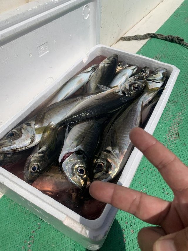 アジ(マアジ)・サバ(マサバ)