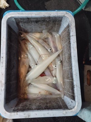 イカ(ケンサキイカ)