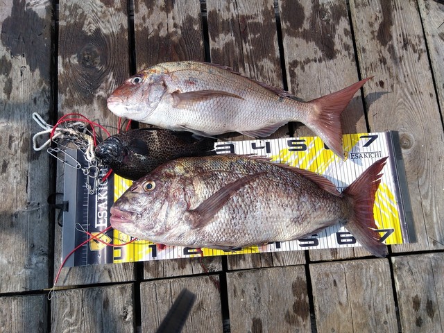 マダイ・イシガキダイ