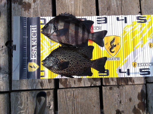 イシダイ・イシガキダイ