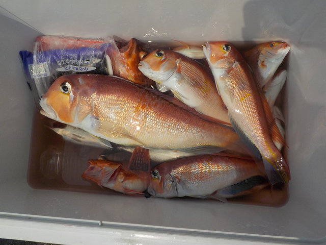 アマダイ(アカアマダイ)