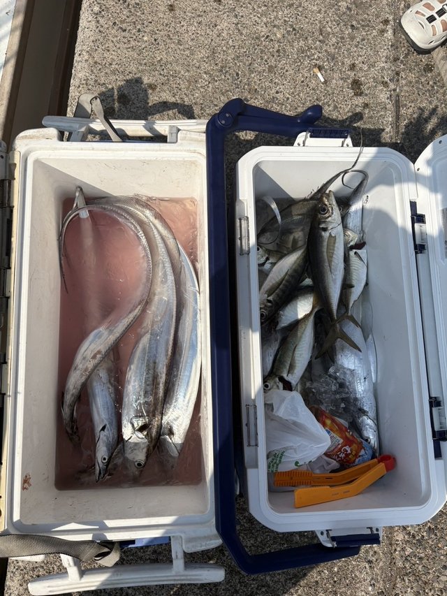 アジ(マアジ)・タチウオ