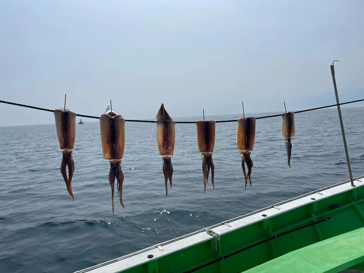 イカ(スルメイカ)