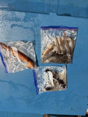 アカイカ(ケンサキイカ)・スルメイカ