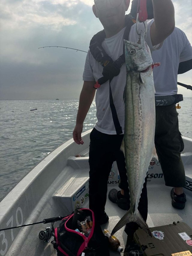 サゴシ(サワラ)