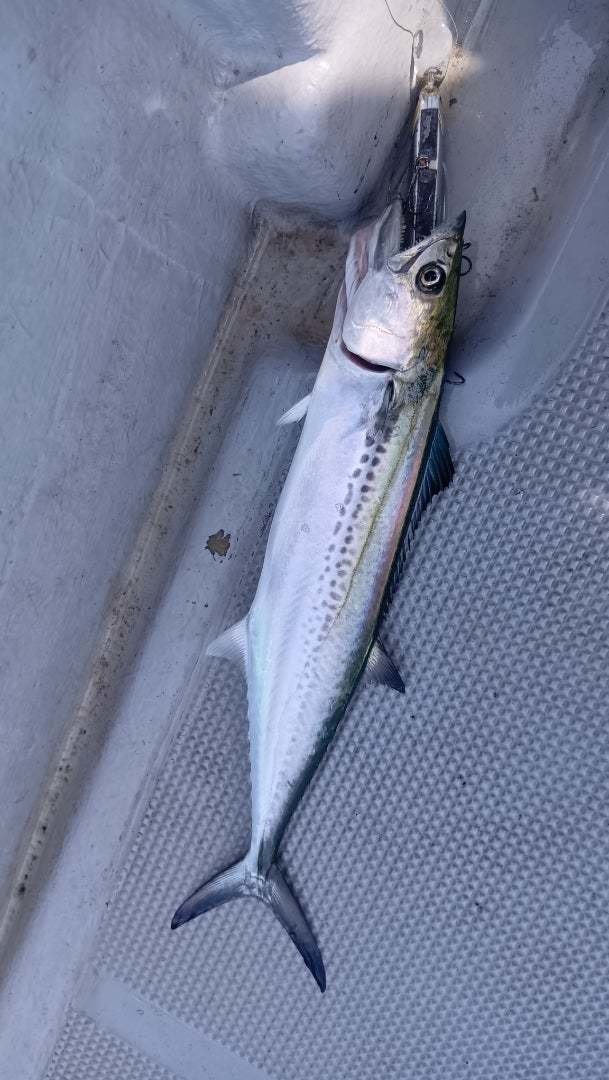 サゴシ(サワラ)