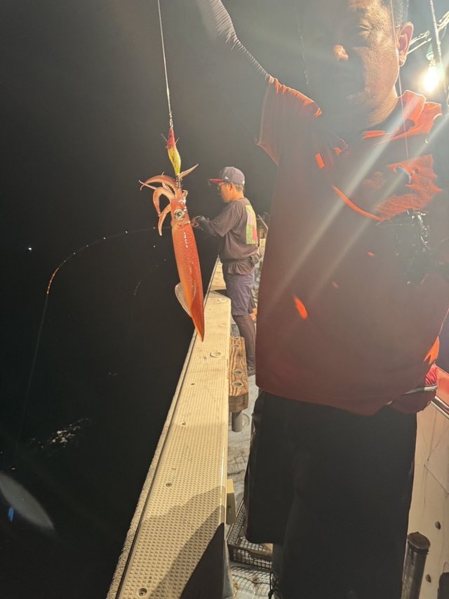 シロイカ(ケンサキイカ)