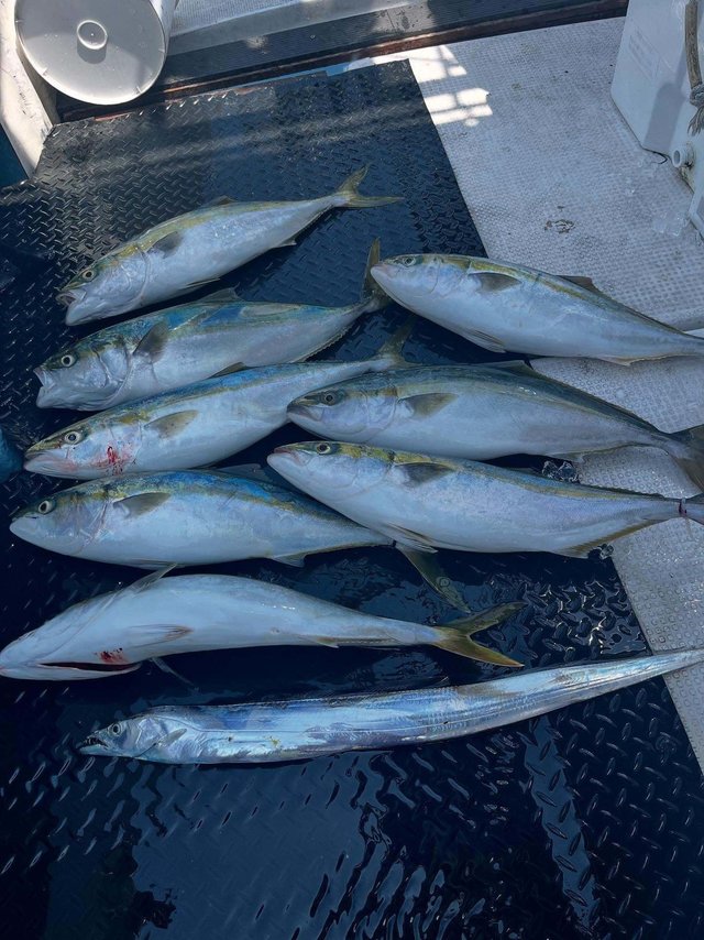 ブリ・タチウオ