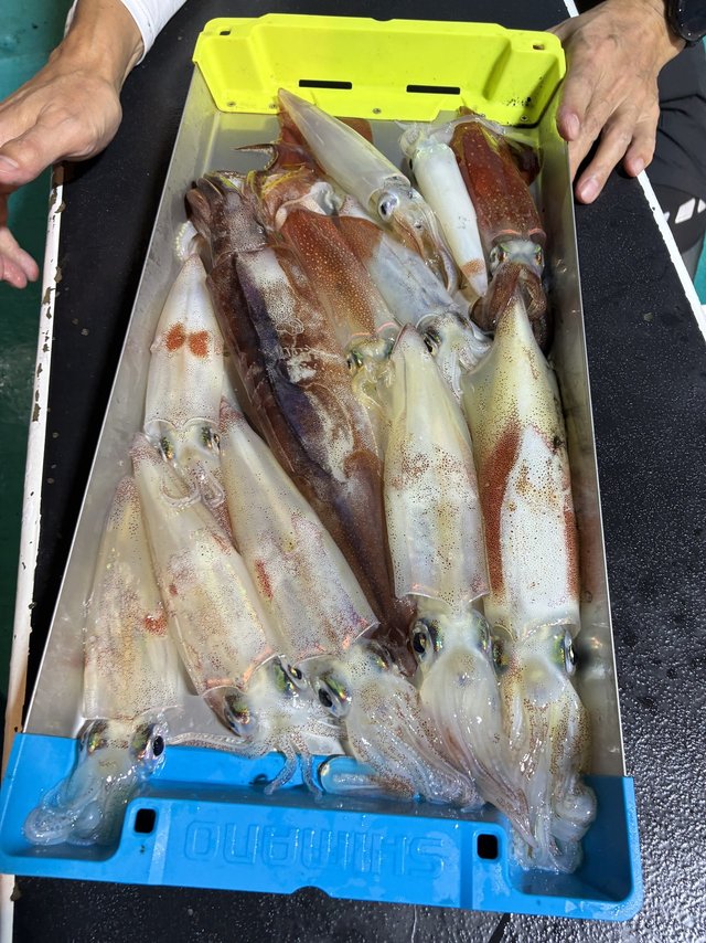 アカイカ(ケンサキイカ)