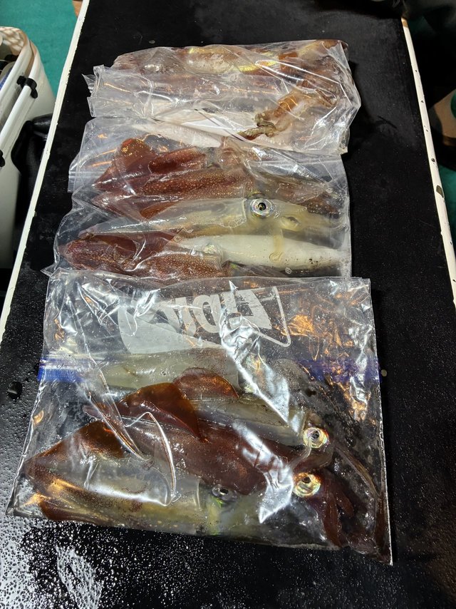 アカイカ(ケンサキイカ)