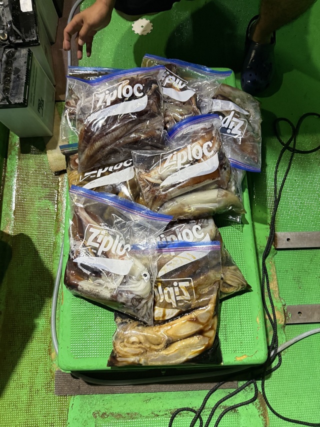 アカイカ(ケンサキイカ)・スルメイカ